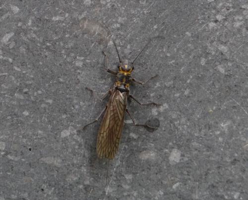 Réf. 232 952 : Perlodes microcephalus